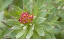 Une plante contre la fatigue liée au stress