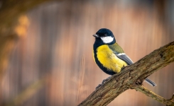 Que signifie vraiment la visite d’une mésange dans votre jardin ?
