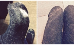 Comment éliminer efficacement les poils d'animaux sur vos vêtements ?