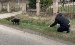 Un chien abandonné au bord de la route comprend que cet homme lui veut du bien et l’accepte