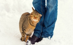 Ce que cela signifie lorsqu’un chat se frotte contre vous