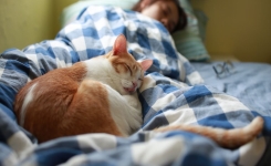 Pourquoi votre chat se blottit contre vous la nuit ? 
