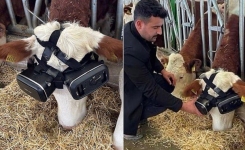 Des vaches équipées de casques virtuels pour produire plus de lait