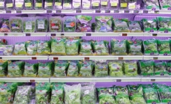 La salade en sachet : un danger pour votre santé !