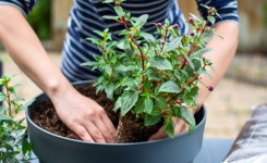 L'Astuce d'un fleuriste pour savoir si vos plantes ont besoin d'eau (Ou Pas)