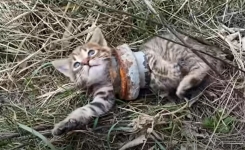 Un chaton reste coincé dans un tuyau de fer. Par chance, ce passant est la