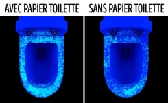 Pourquoi le papier toilette sur la lunette des WC est une fausse bonne idée