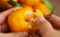 Pourquoi ne devriez-vous plus jeter l'écorce de mandarine ?