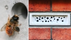Des briques pour sauver les abeilles solitaires : une innovation au Royaume-Uni