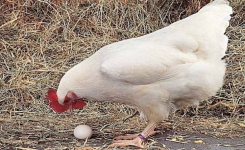 Formation de la coquille d'oeuf de les poules pondeuses