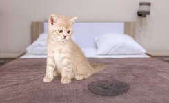 🚫 Adieu aux urines de chiens et chats avec ce remède maison 🌿