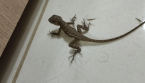 Que Symbolise la Présence d'un Lézard dans Votre Maison ?