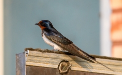 Si une hirondelle s’approche de chez vous en voici la signification