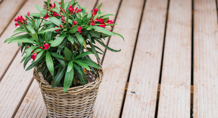 Ne Gardez Jamais Ces Plantes Chez Vous !