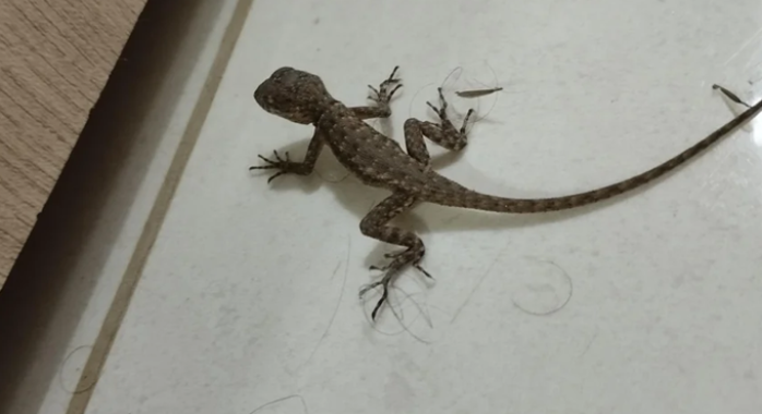 Lézard dans Votre Maison 